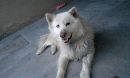 Se encuentra en autopsia posible cuerpo de Ghost; el perrito asesinado en Saltillo