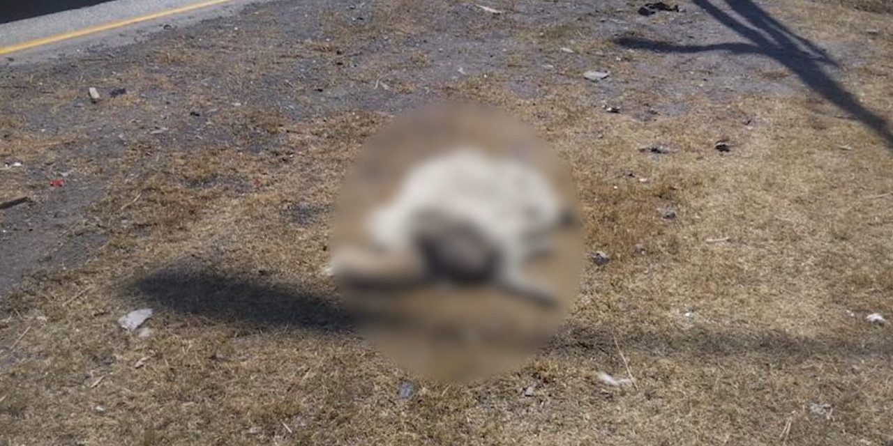 Perrito encontrado en V. Carranza no es Ghost