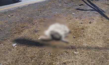 Perrito encontrado en V. Carranza no es Ghost