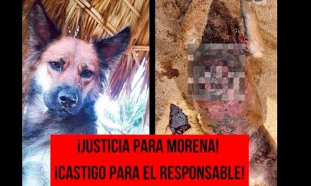 Piden justicia para Morena, la perrita fue quemada viva en Oaxaca
