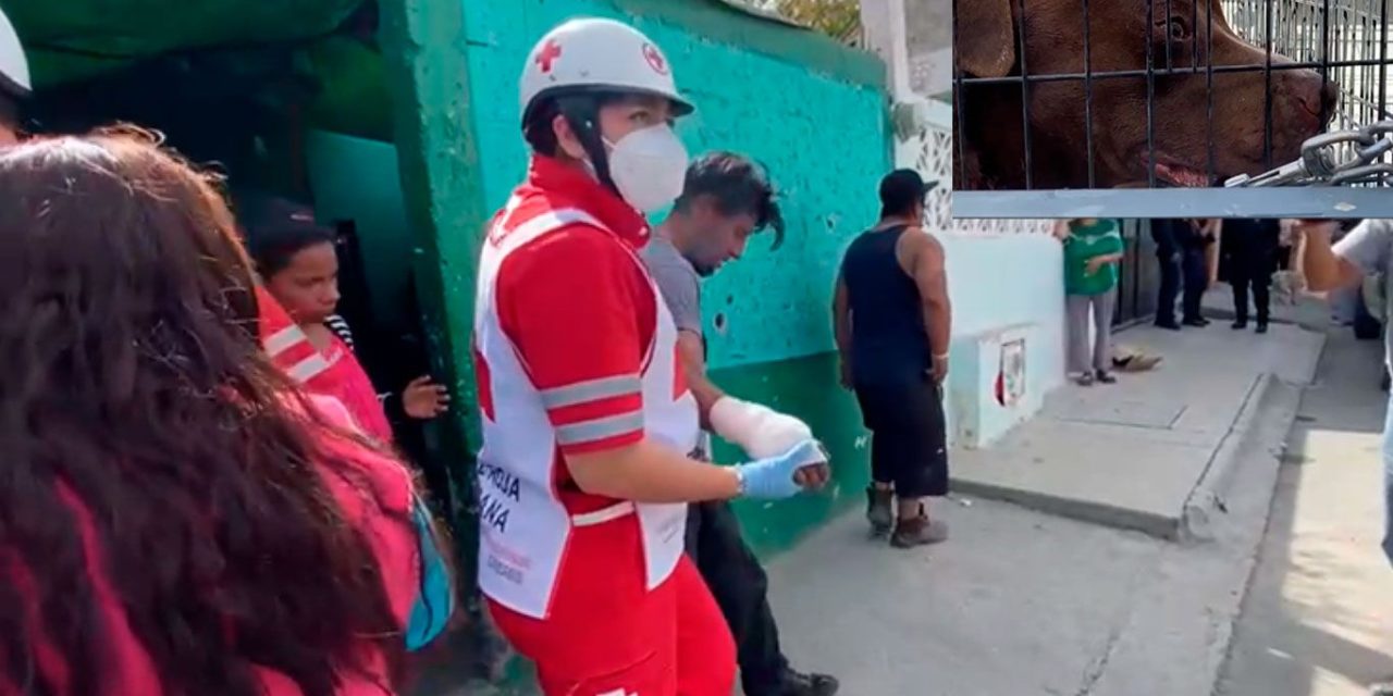 Perro cansado de maltrato mordió la mano a su cuidador en la colonia La Palma de Saltillo