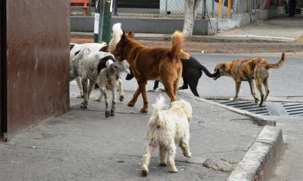 Abuelita termina detenida por envenenar los perros de su vecino