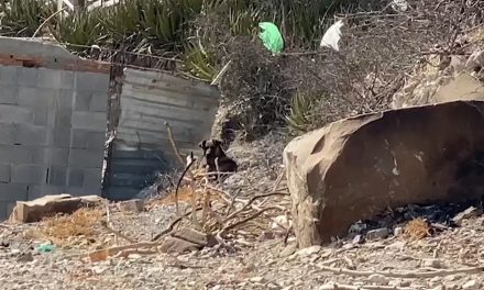 Saltillo: Perro desentierra restos humanos en las faldas del cerro Las Galeras