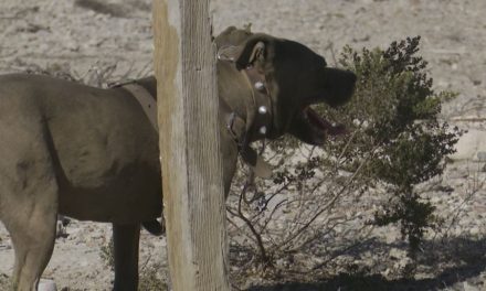 Rescatan a pitbull abandonado en Ramos Arizpe: está bajo resguardo del centro Mi Mascota