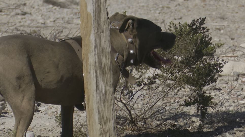 Rescatan a pitbull abandonado en Ramos Arizpe: está bajo resguardo del centro Mi Mascota