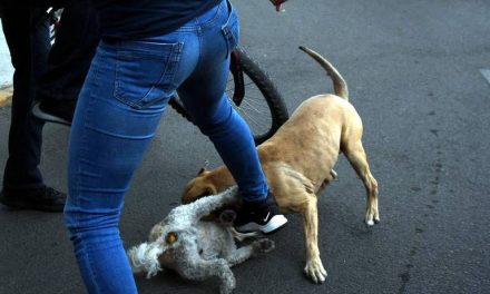 Se registran pocas denuncias de maltrato animal en la PROPAEC