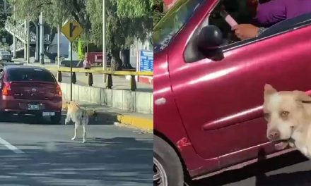 Abandonan a su perro y los persigue, pero no detienen auto en CDMX (video)