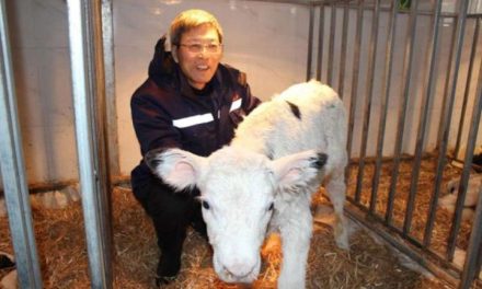 Clonan por primera vez ‘supervacas’ lecheras en China por transferencia de células