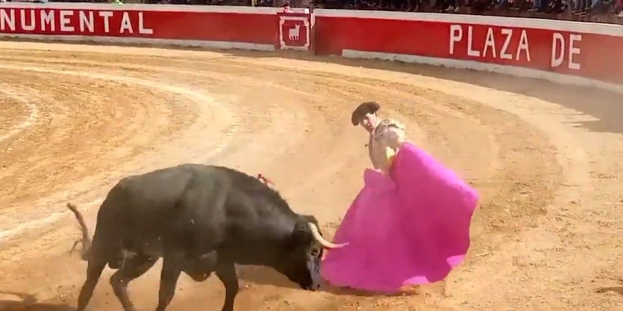 Toros de lidia están en peligro de extinción