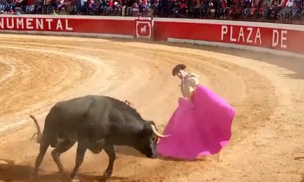 Toros de lidia están en peligro de extinción
