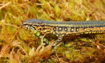 Descubren nueva especie de lagarto en Perú