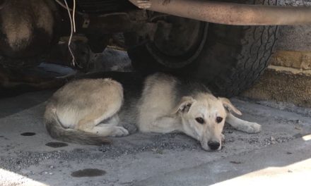 Exigen investigación del caso del mata perros en Torreón