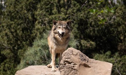 Lobo gris mexicano, aún en peligro de extinción: Coahuila colabora en preservación