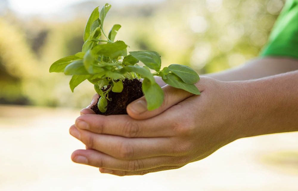 Iniciará campaña de donación de árboles “Planta y Cuida 2023” en Torreón