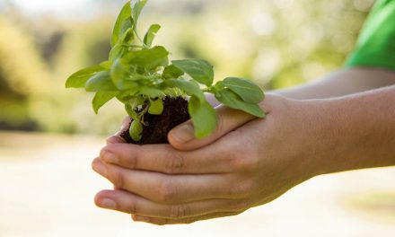 Iniciará campaña de donación de árboles “Planta y Cuida 2023” en Torreón