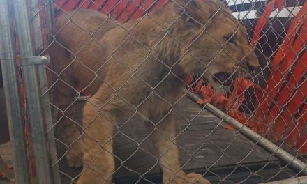 Saltillo: Vecinos reportan avistamiento de un león en la colonia Periodistas