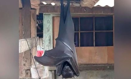 Murciélago gigante se viraliza en redes sociales
