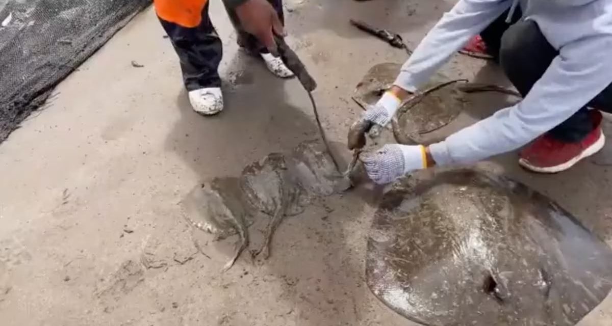 En Sonora mutilan a cientos de mantarrayas: autoridades alegan que es para ‘proteger’ a turistas