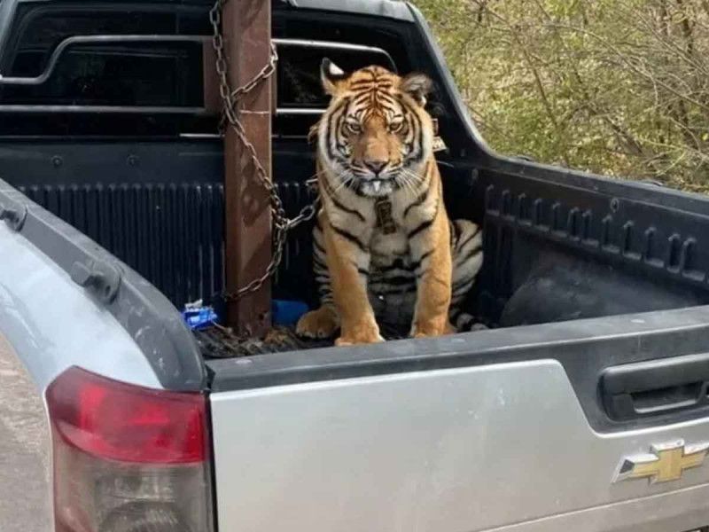 Sicarios huyen y abandonan un tigre tras persecución en Sinaloa