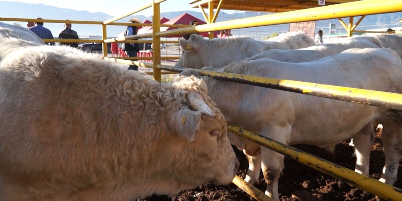 Tres mil trabajadores agrícolas llegarán a Coahuila