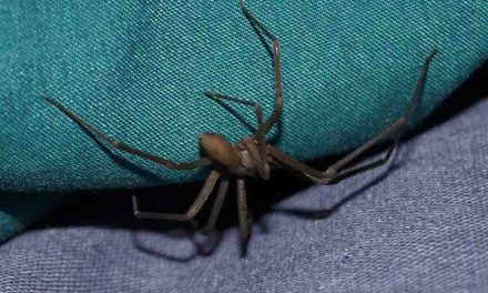 Niño de 6 años es mordido por araña violinista en Reynosa; piden $30 mil por antídoto