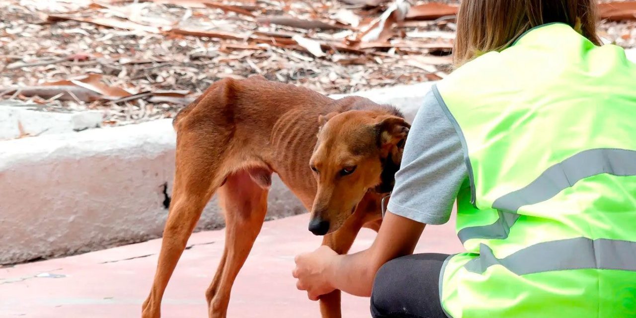 Bienestar; incrementan acciones por los animales en La Laguna