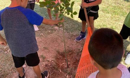 Buscan el árbol más bonito en Acuña
