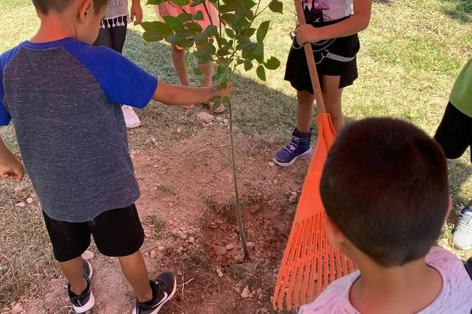 Buscan el árbol más bonito en Acuña