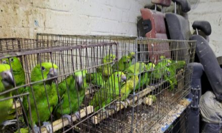 Rescatan más de mil 500 aves en peligro de extinción en Iztapalapa