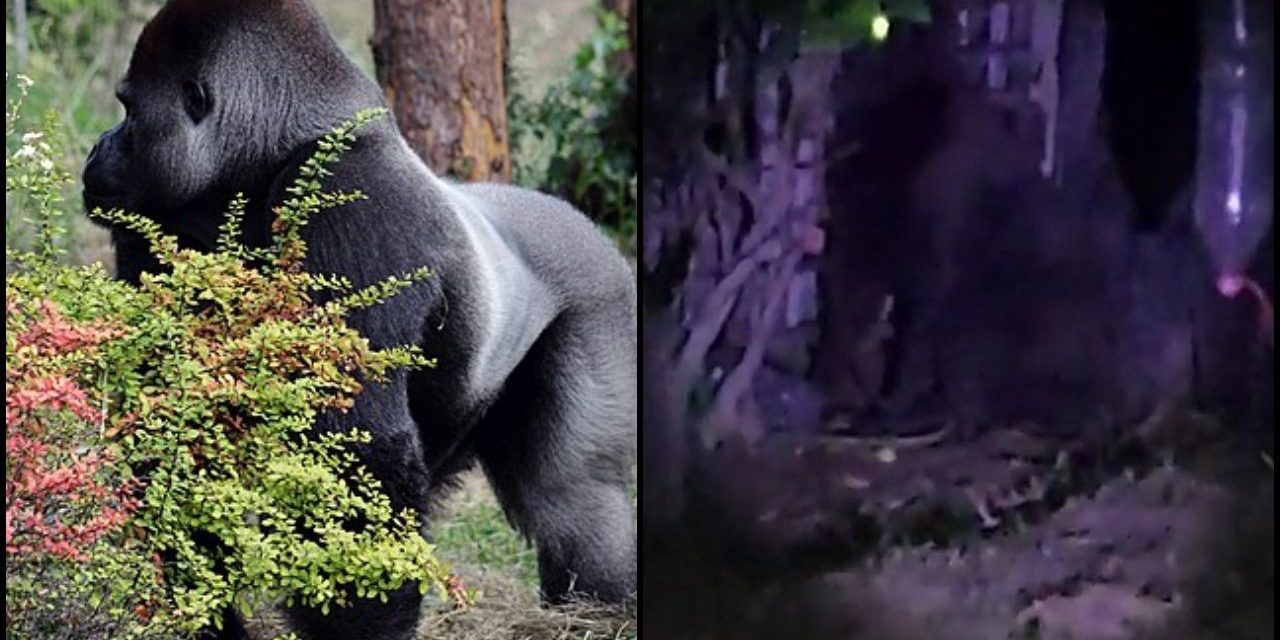 Video: Aparece un gorila suelto en el estado de Hidalgo