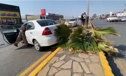 Conductora derriba una palma en pleno V. Carranza
