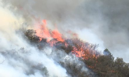 20 conatos de incendio han sido atendidos en Arteaga