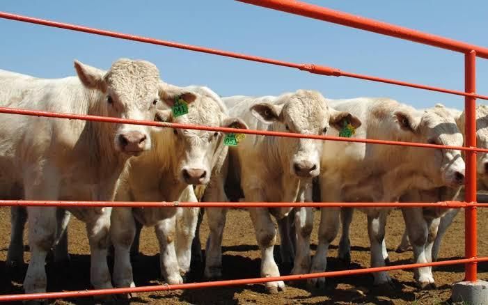 Calor causa pérdidas a ganaderos en Acuña
