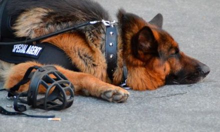 Muere perro policía por calor en Texas tras permanecer encerrado en patrulla