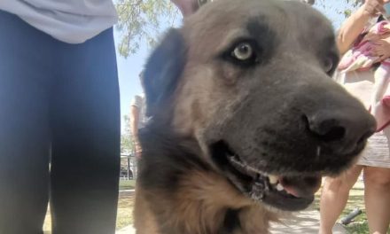 Aumenta demanda de atención de salud de mascotas en Torreón