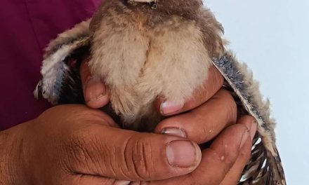 Certificas a funcionarios en manejo de fauna