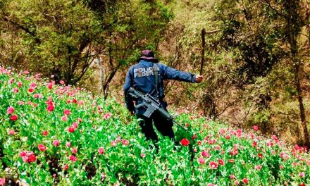 Plantío de amapola es destruido en la sierra tarahumara de Chihuahua
