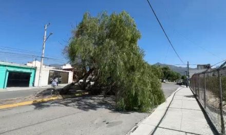 Cae árbol en colonia Lomas de San Javier