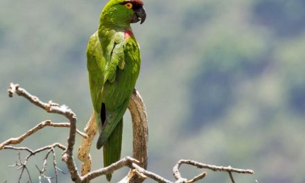 Saltillo: Investigarán la probable venta de aves exóticas