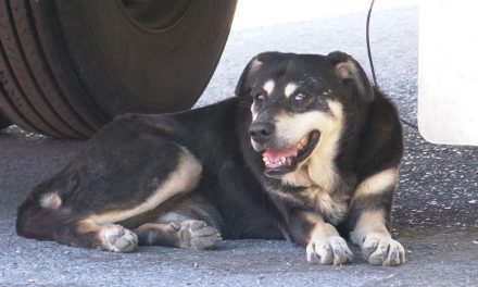 Recomiendan extremar cuidados con mascotas ante riesgo por temporada de calor