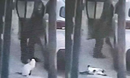 Luego del caso Scooby aparece un sujeto matando un gato en el Edomex (video)
