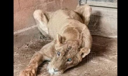 Leona con desnutrición es rescatada de un domicilio en Hidalgo