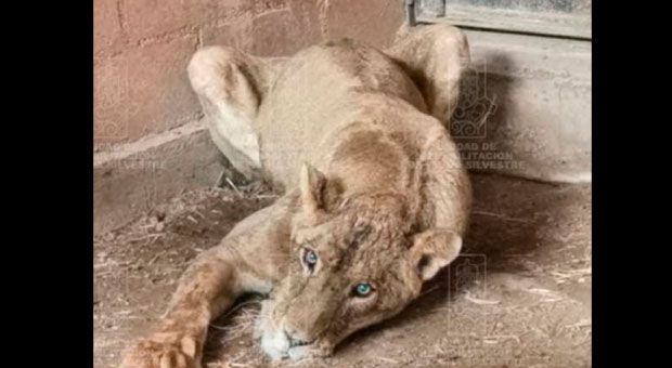 Leona con desnutrición es rescatada de un domicilio en Hidalgo