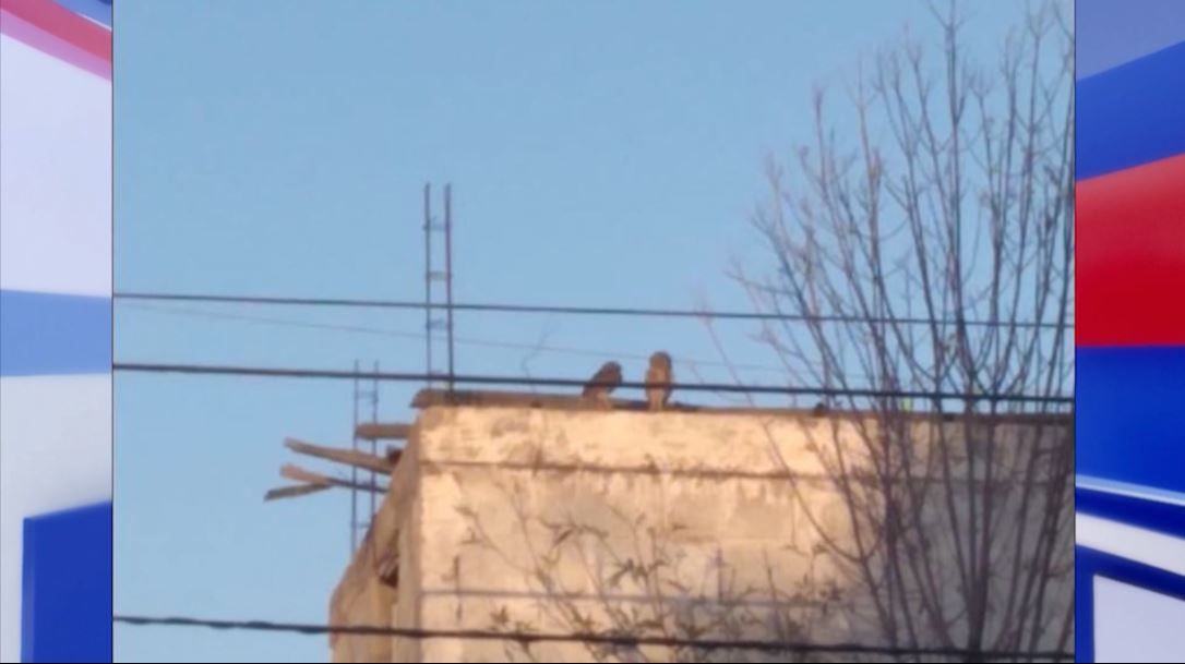 Liquidan nido de lechuzas en Torreón; las confundieron con brujas