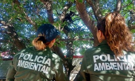 Captura Policía Ambiental dos osos en Saltillo