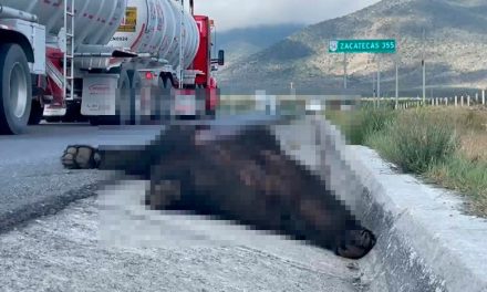 Atropellan a Oso adulto sobre la carretera Zacatecas