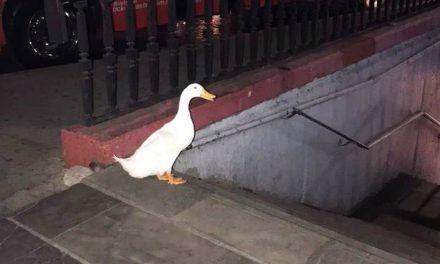Pato se escapa del lago de Chapultepec… porque quería viajar en el Metro