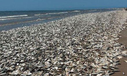 Miles de peces mueren en Texas por altas temperaturas