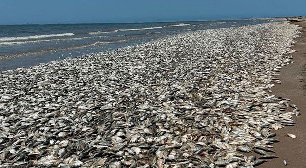 Miles de peces mueren en Texas por altas temperaturas