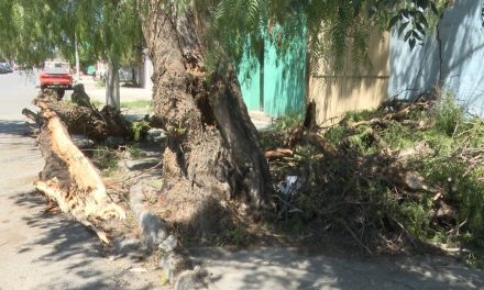 Pirul está a punto de derrumbarse en colonia Chamizal